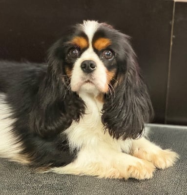 Étalon Cavalier King Charles Spaniel - history dream's Sugar baby