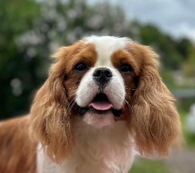 Étalon Cavalier King Charles Spaniel - Shandor tolyan iz provansa s lyubovyu