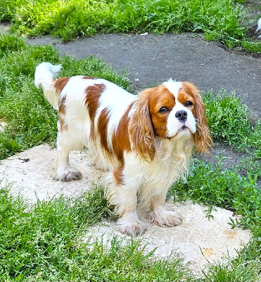 Étalon Cavalier King Charles Spaniel - Norman love me