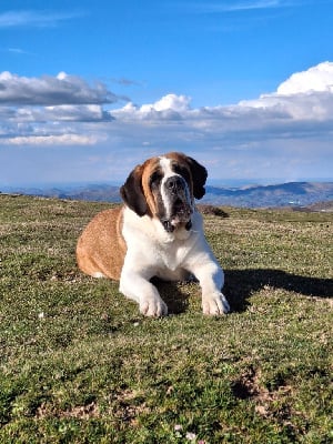 Étalon Chien du Saint-Bernard - Tempete De La Route Des Garrotxes