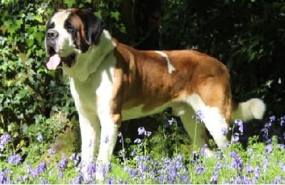 Étalon Chien du Saint-Bernard - CH. Nuvolari tazio (Sans Affixe)