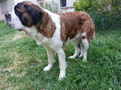 Étalon Chien du Saint-Bernard - Berneralp France Uneeda