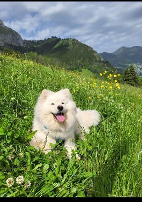 Étalon Chien finnois de Laponie - Uranie ukyo Carélie du nord