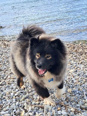 Étalon Chien finnois de Laponie - Vanaya vaiana Carélie du nord