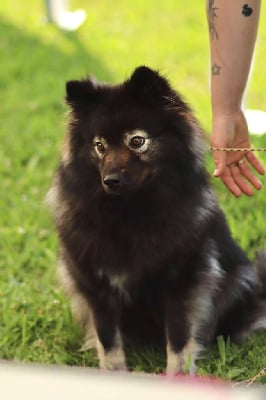 Étalon Chien finnois de Laponie - Unalome passion Du Temple Namasté De Benthéa
