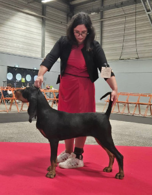 Étalon Chien noir et feu pour la chasse au raton laveur - Vendetta Della Casa Di Lombardo