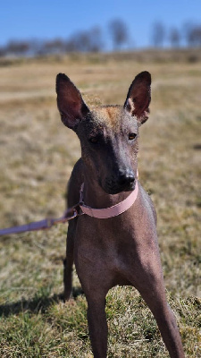 Étalon Chien nu mexicain - Avril soul and life