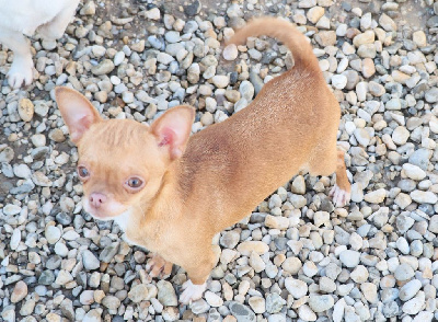 Étalon Chihuahua - Valieva (Sans Affixe)