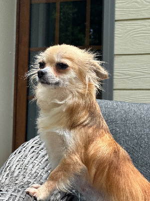 Étalon Chihuahua - Uvb du moulin de madjurie