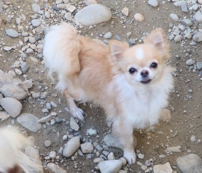 Étalon Chihuahua - Shakira des minis tresors