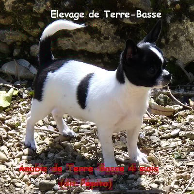 Étalon Chihuahua - Anubis dit pépito de terre basse