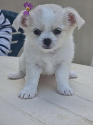 Étalon Chihuahua - Aika deesse Du Bonheur De Kaïza