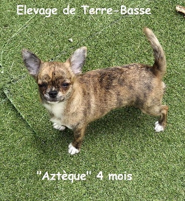 Étalon Chihuahua - Azteque de terre basse