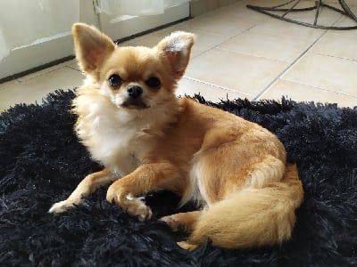 Étalon Chihuahua - Twixy Des Minis Trésors