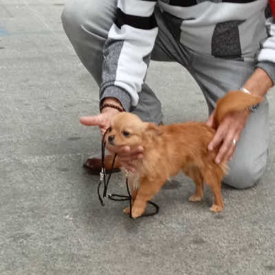 Étalon Chihuahua - Valentina25 de l'harienda del perro