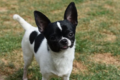 Étalon Chihuahua - V'chopin de l'elixir d'amour