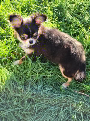 Étalon Chihuahua - Une merveille Du Hameau De Selcra