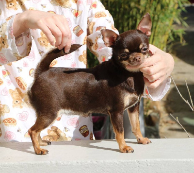 Étalon Chihuahua - Voxel Ux Une souris verte