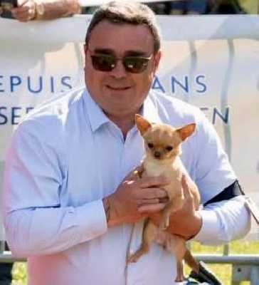 Étalon Chihuahua - Venda vendetta Du Domaine De Montbrieux