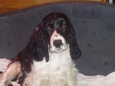 Étalon Cocker Spaniel Anglais - Selva Du taillis du houx