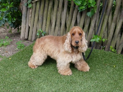 Étalon Cocker Spaniel Anglais - Veralis star club djeskar uan dit skar (Sans Affixe)