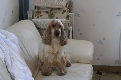 Étalon Cocker Spaniel Anglais - P'tit coeur of Mayajoe's Dreams