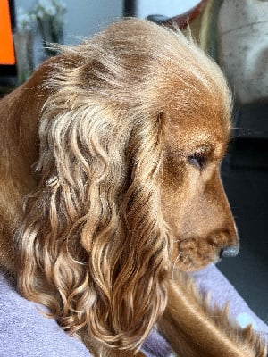 Étalon Cocker Spaniel Anglais - Tahora du domaine du hameau du fayel