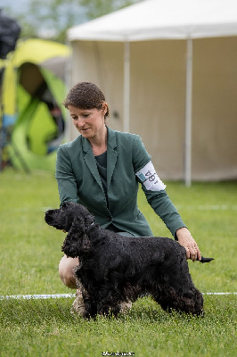 Étalon Cocker Spaniel Anglais - CH. Stella Du Royaume De Lecki