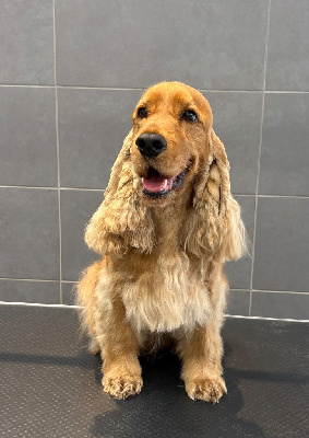Étalon Cocker Spaniel Anglais - Trésor du domaine des matalis