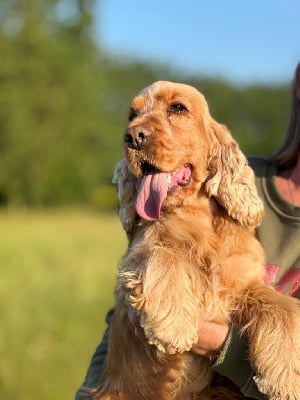 Étalon Cocker Spaniel Anglais - armandi gold Yandex