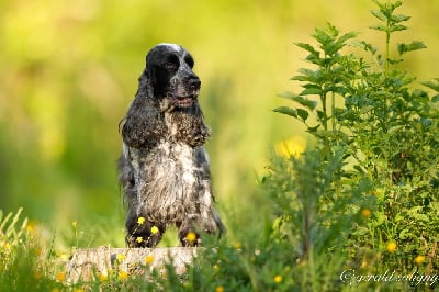 Étalon Cocker Spaniel Anglais - CH. Obladi oblada du Domaine de Kérarzic Vilin