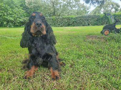 Étalon Cocker Spaniel Anglais - Virgule des bois de la bro
