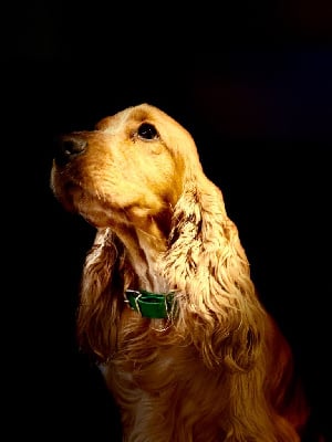 Étalon Cocker Spaniel Anglais - So sweet and Lovely Un donuts a la vanille