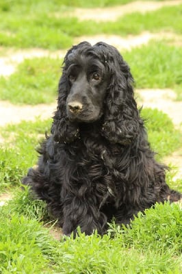 Étalon Cocker Spaniel Anglais - Rita Du Royaume D'Unik