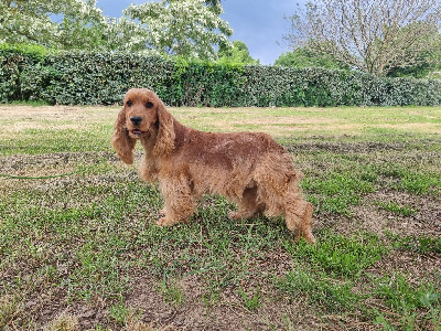 Étalon Cocker Spaniel Anglais - Vedette des bois de la bro
