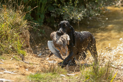 Étalon Cocker Spaniel Anglais - CH. Weeping Willows Opim