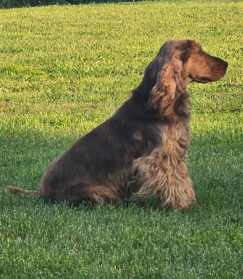 Étalon Cocker Spaniel Anglais - Vaiana nellrock Du Domaine De La Pruneraie