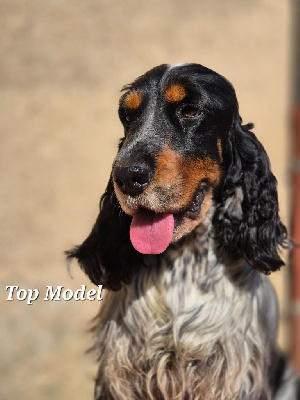 Étalon Cocker Spaniel Anglais - Top modele Du domaine des clayeux