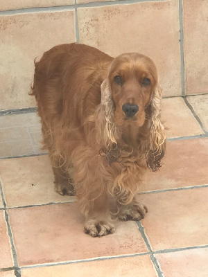 Étalon Cocker Spaniel Anglais - Reve d'etoile of caniland's dream