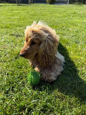 Étalon Cocker Spaniel Anglais - Vedette du mont de la chenaie