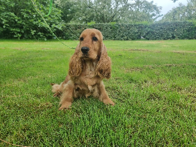 Étalon Cocker Spaniel Anglais - Valentine des bois de la bro