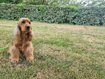 Étalon Cocker Spaniel Anglais - Uma des bois de la bro