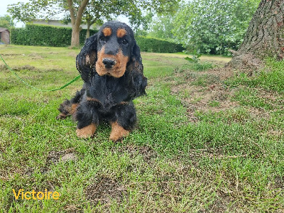 Étalon Cocker Spaniel Anglais - Victoire des bois de la bro
