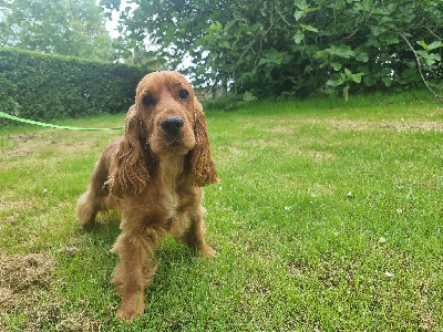 Étalon Cocker Spaniel Anglais - Voyelle des bois de la bro