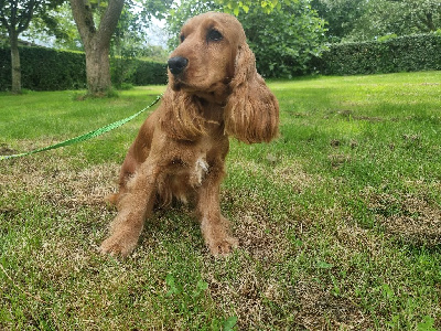 Étalon Cocker Spaniel Anglais - Vahine des bois de la bro