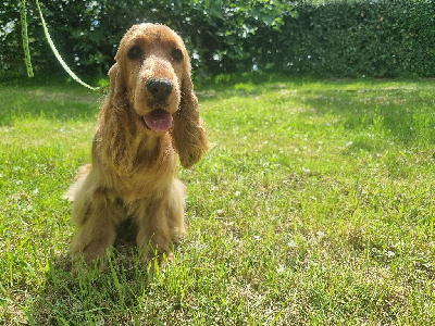 Étalon Cocker Spaniel Anglais - Vichy des bois de la bro