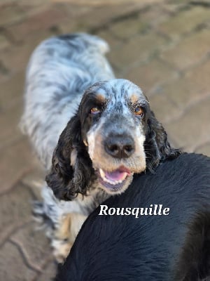 Étalon Cocker Spaniel Anglais - Rousquille Du domaine des clayeux