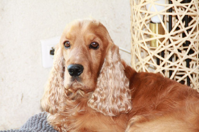 Étalon Cocker Spaniel Anglais - Poker des geants du bocage