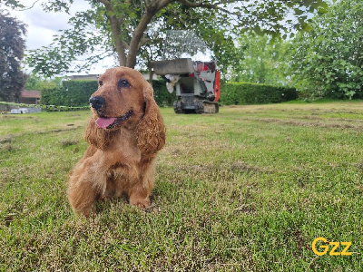Étalon Cocker Spaniel Anglais - Venus des bois de la bro