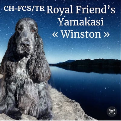 Étalon Cocker Spaniel Anglais - TR. CH. royal's friend team Yamakasi